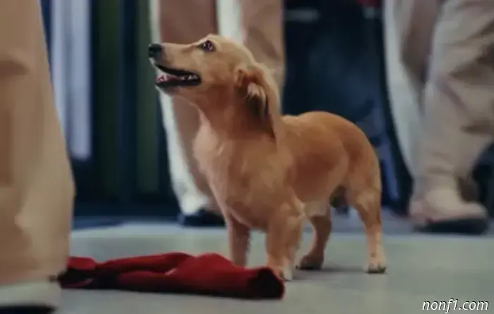 Charles Leclerc presentó su primera colección de ropa.