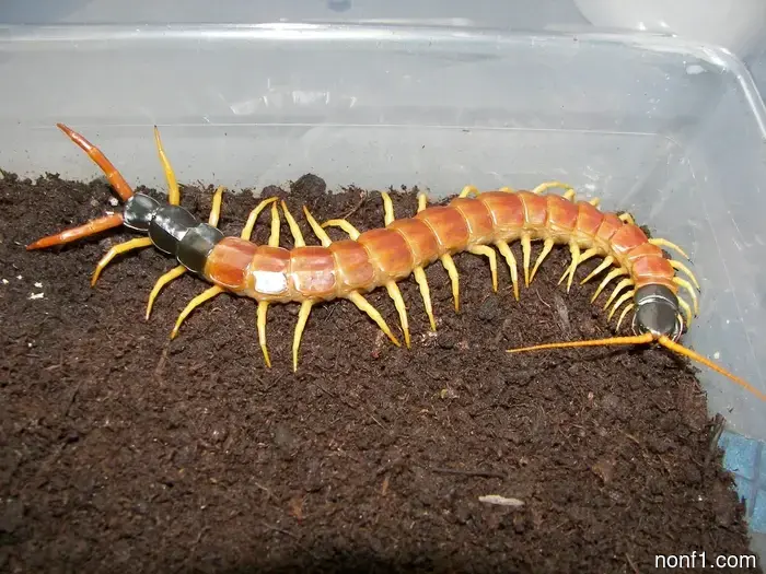 Alarmingly Extended 16-Wheel-Drive Semi-Truck Resembles a Centipede