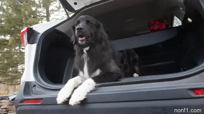 Custom-Fitted Floor Mats Are More Affordable Than You Realize: Enjoy 30% Off on 3W Liners