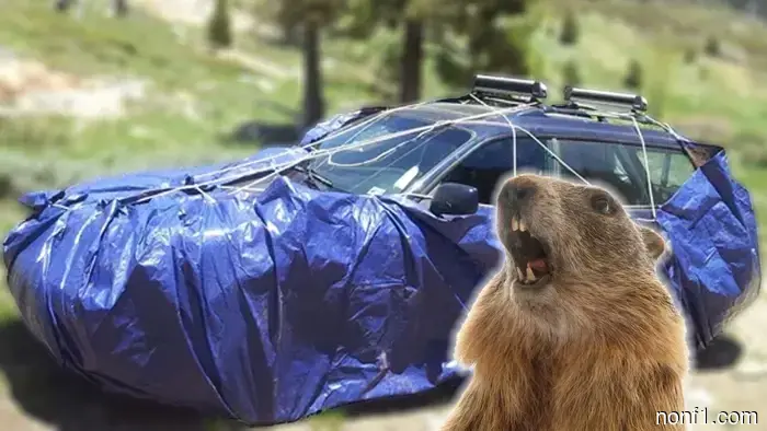 Los campistas están cubriendo sus coches con lonas para mantener alejados a los marmotes adictos al anticongelante.