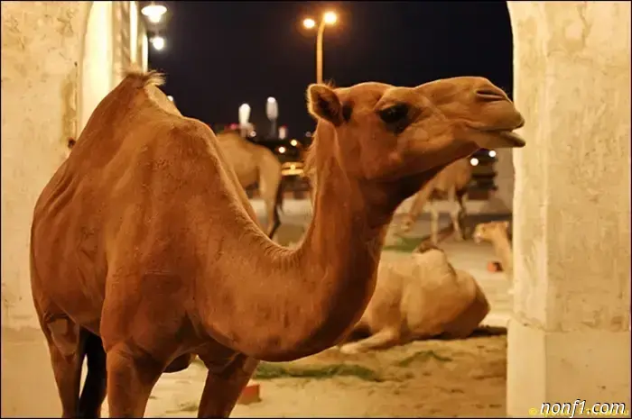 Gran Premio de Catar: Previa de la etapa